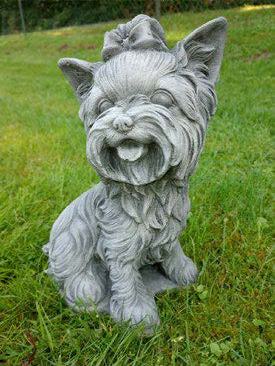 Yokshire Terrier sitzend auf Hintern